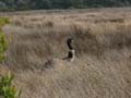 Emu in the Grass
